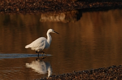 David Plant Photography - Wildlife Photographer - Little egret - A